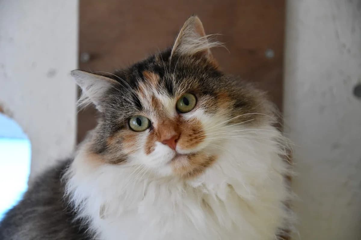 FARRAH, Tricolore poils mi-longs Arrivée au refu female 3yo Mixed Breed for adoption at Chat Quiberon, Quiberon