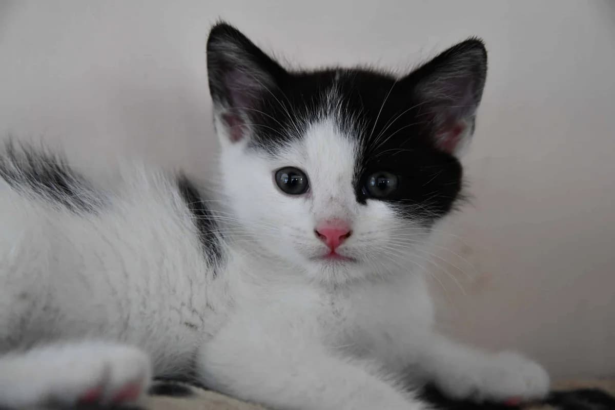 FERGUS, Mixed Breed (Chat Quiberon)