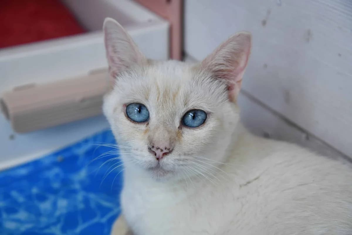 GALAXIE, female young Mixed Breed for adoption at Chat Quiberon, Quiberon