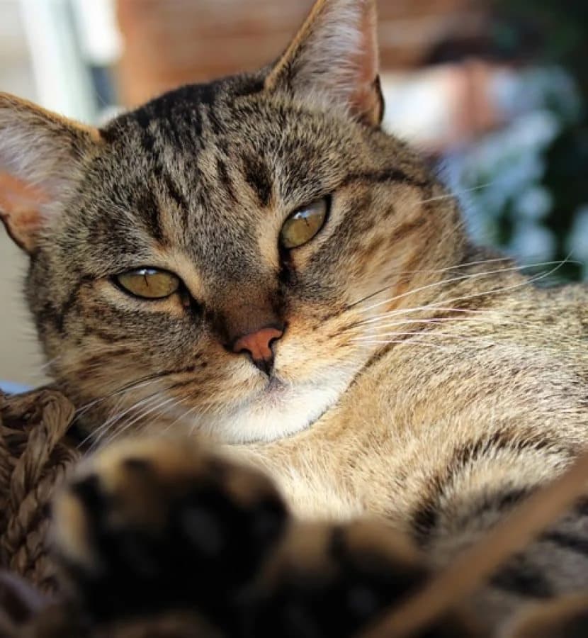 GASTON, male senior Mixed Breed for adoption at Chat Quiberon, Quiberon