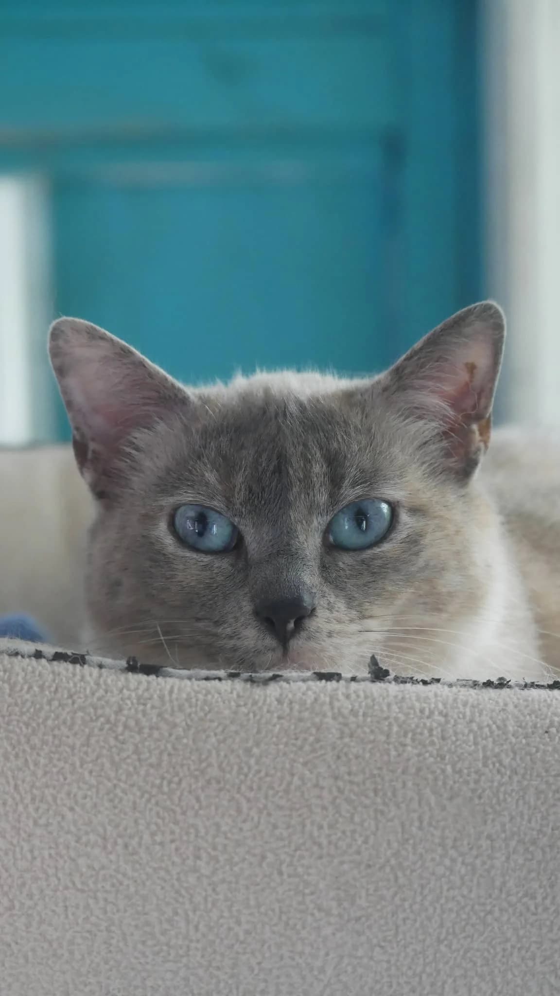 GLADYS, Typée seal point Arrivée au refuge le : female 7yo Mixed Breed for adoption at Chat Quiberon, Quiberon