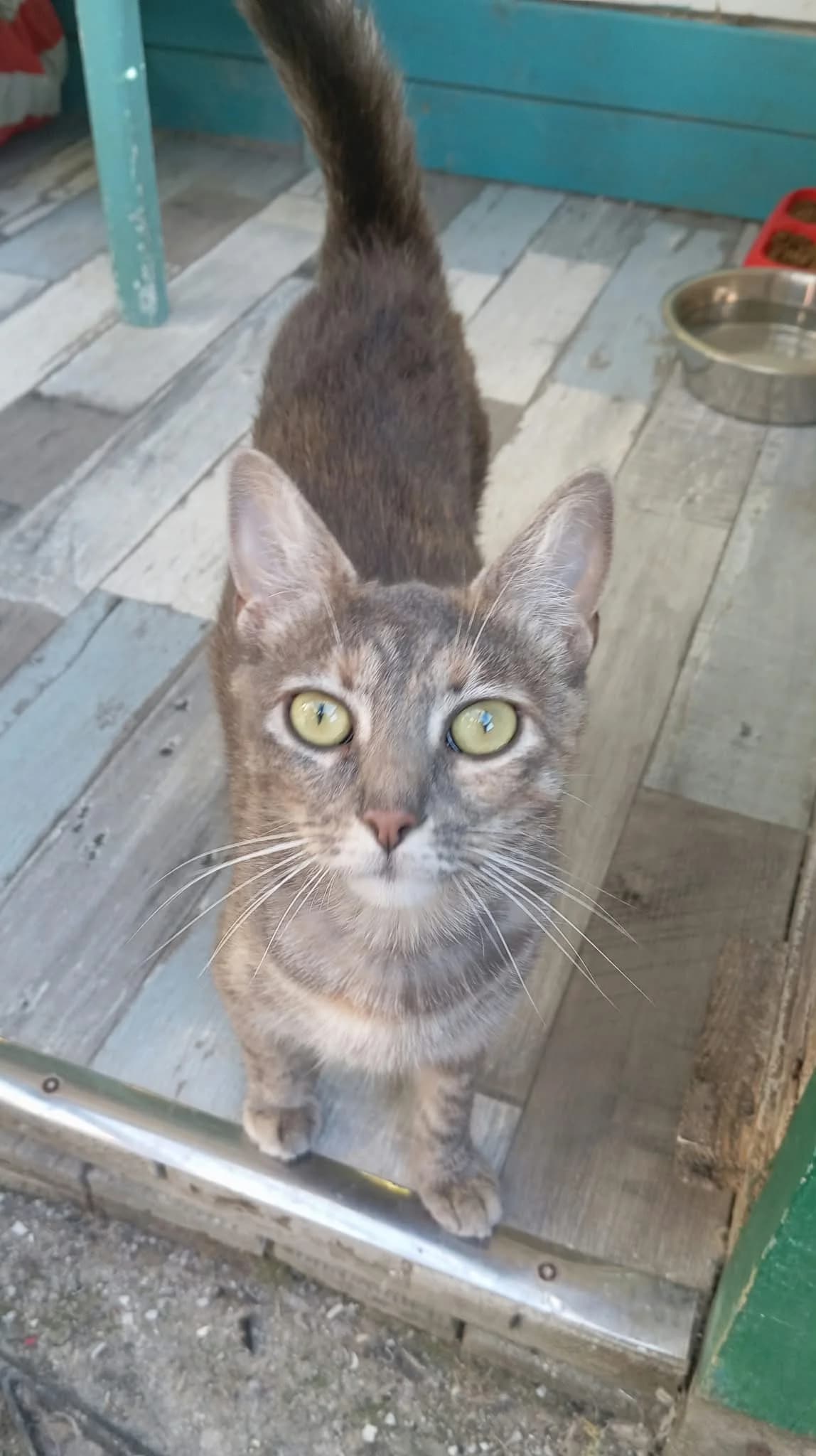 GWENA, Torbie (écaille de tortue diluée et tigr female young Mixed Breed for adoption at Chat Quiberon, Quiberon