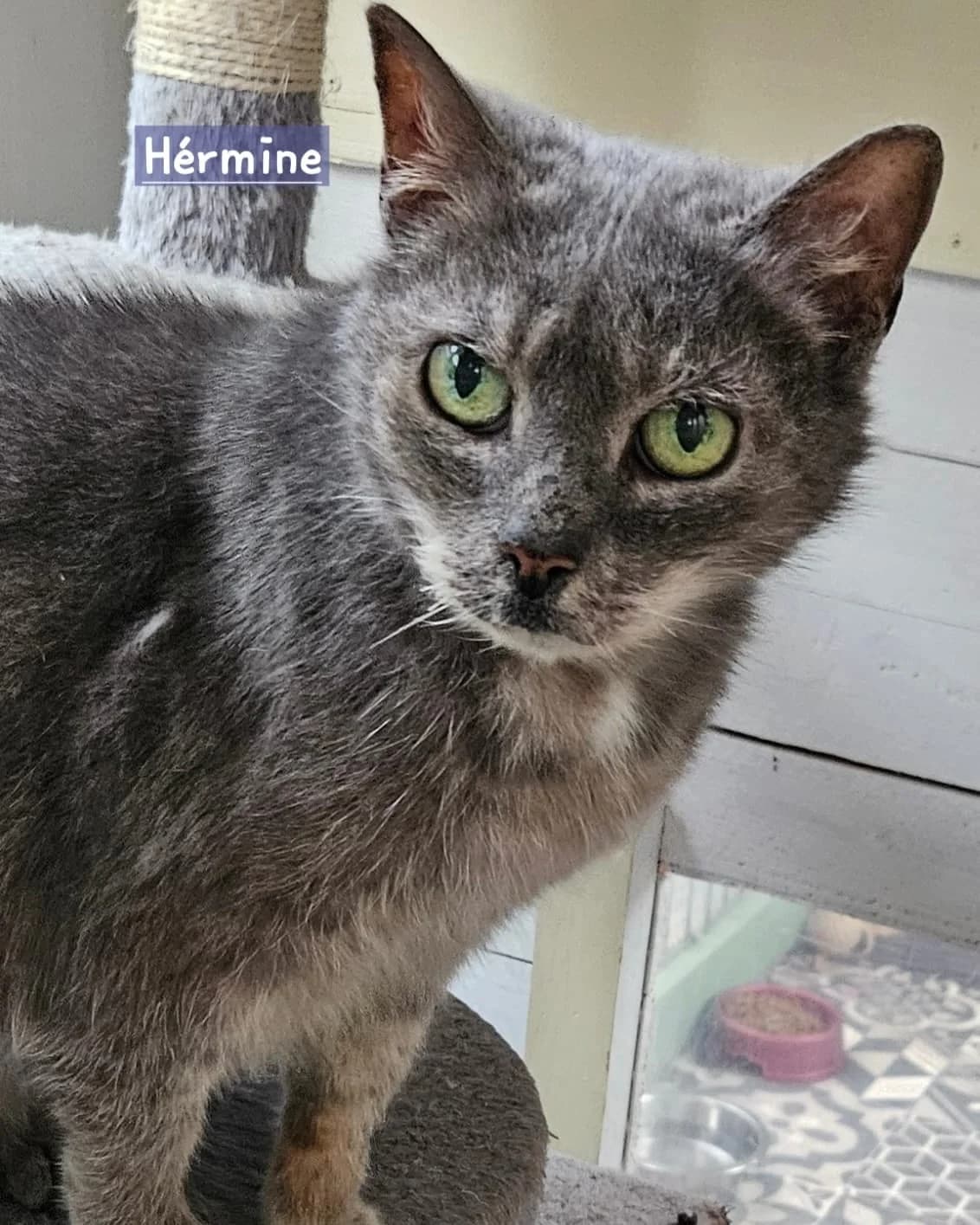 HERMINE, Ecaille de tortue diluée Arrivée au refu female young Mixed Breed for adoption at Chat Quiberon, Quiberon