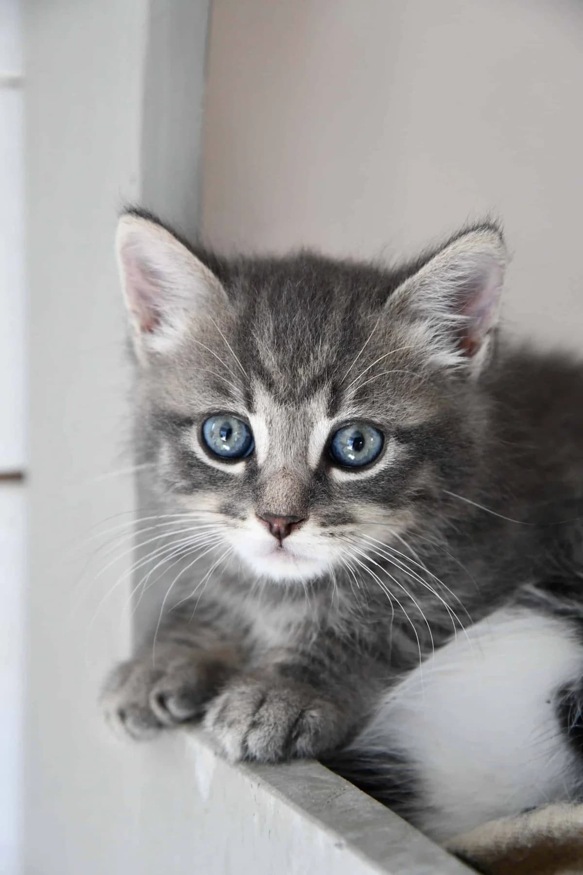 IAN, Mixed Breed (Chat Quiberon)