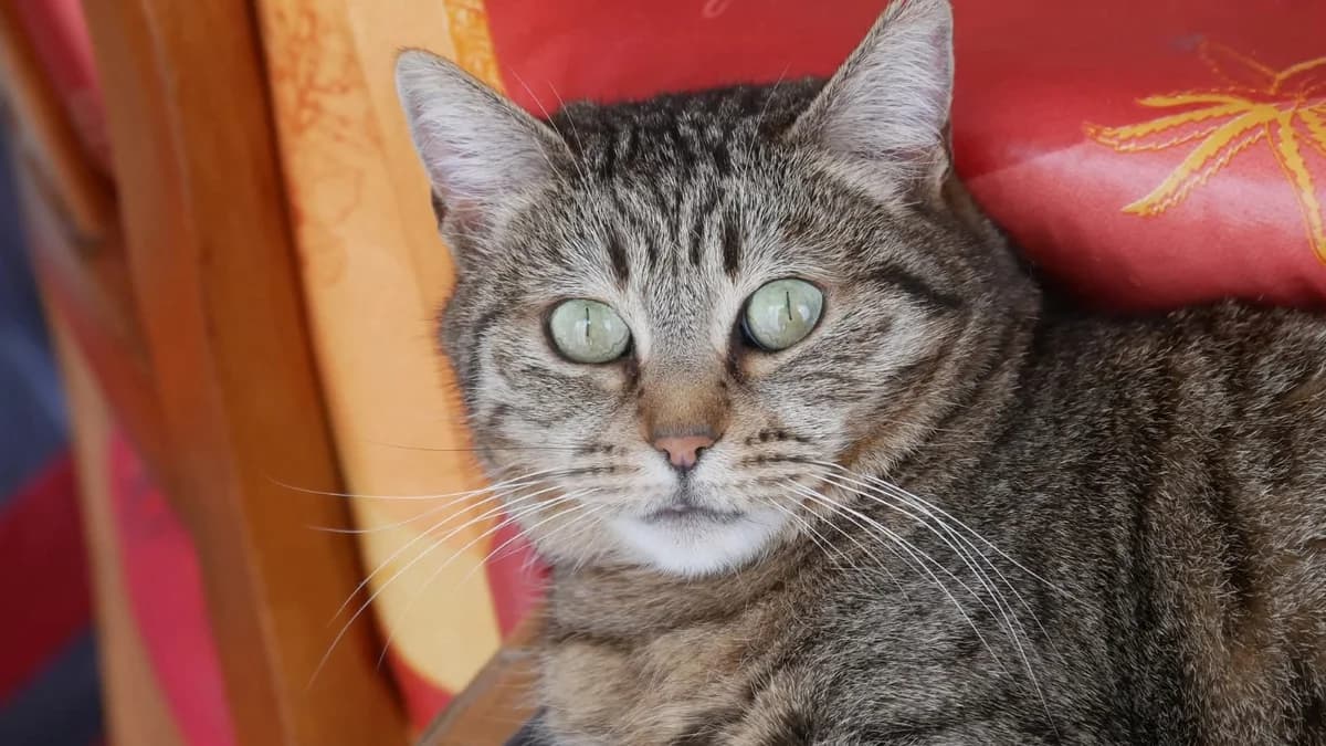 INDIA, female senior Mixed Breed for adoption at Chat Quiberon, Quiberon