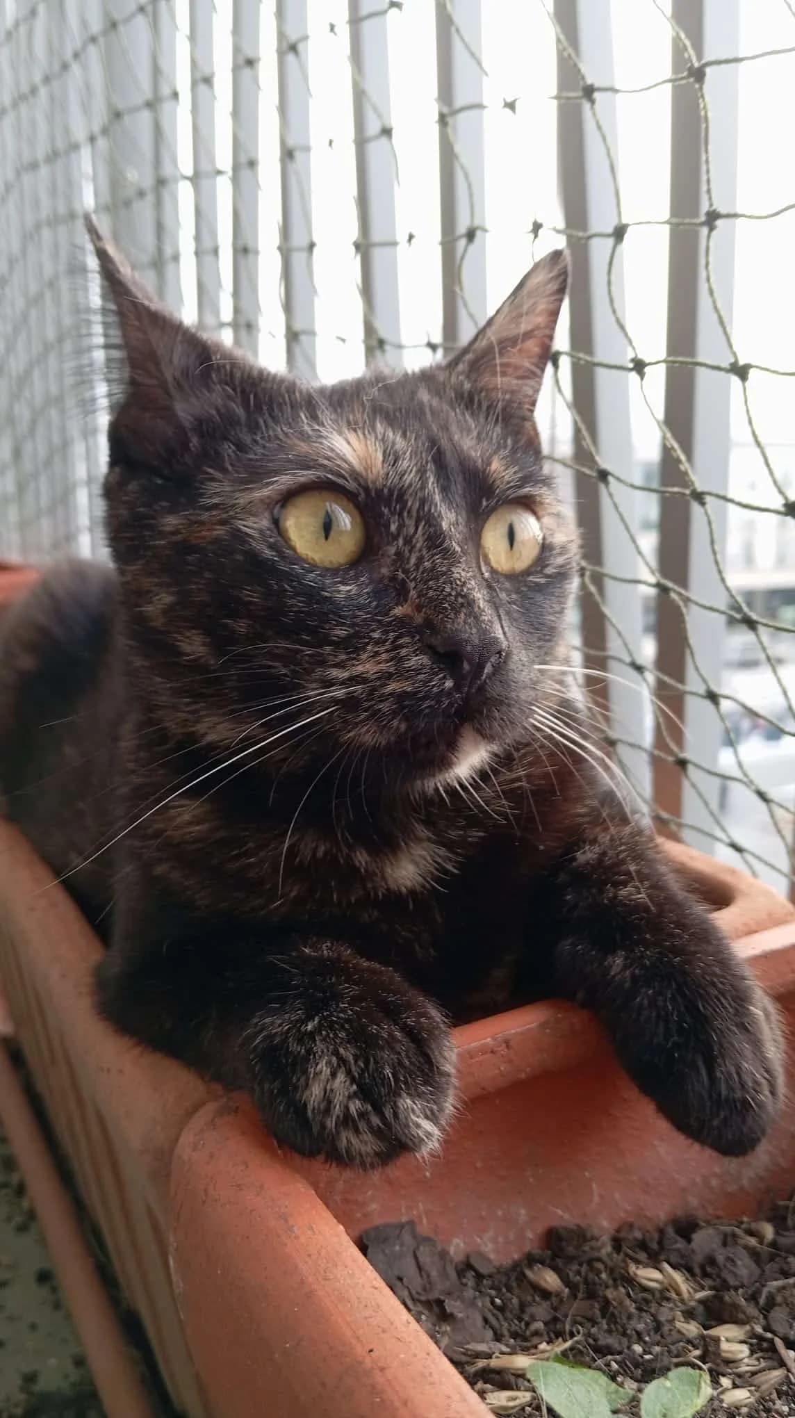 INES, female young Mixed Breed for adoption at Chat Quiberon, Quiberon