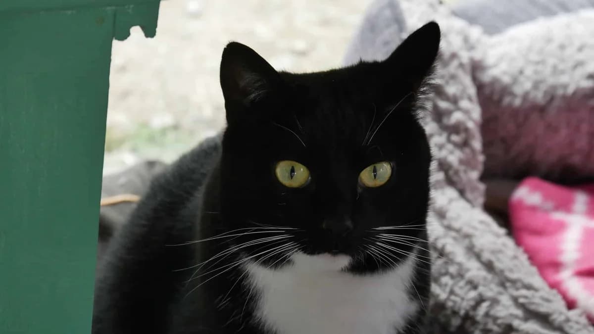 JOSEPHINE, Noire et blanche Arrivée au refuge le : female 4yo Mixed Breed for adoption at Chat Quiberon, Quiberon