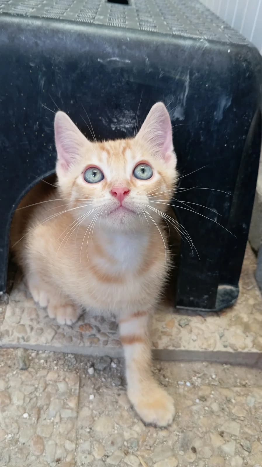 JUPITER, male puppy Mixed Breed for adoption at Chat Quiberon, Quiberon