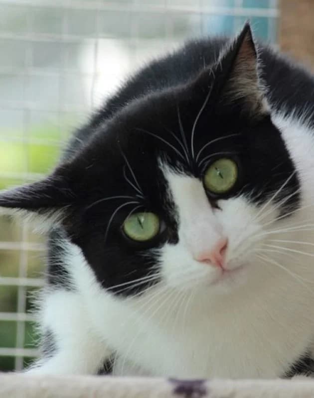 LUXOR, Noir et blanc Vaccination effectuée : Va male senior Mixed Breed for adoption at Chat Quiberon, Quiberon