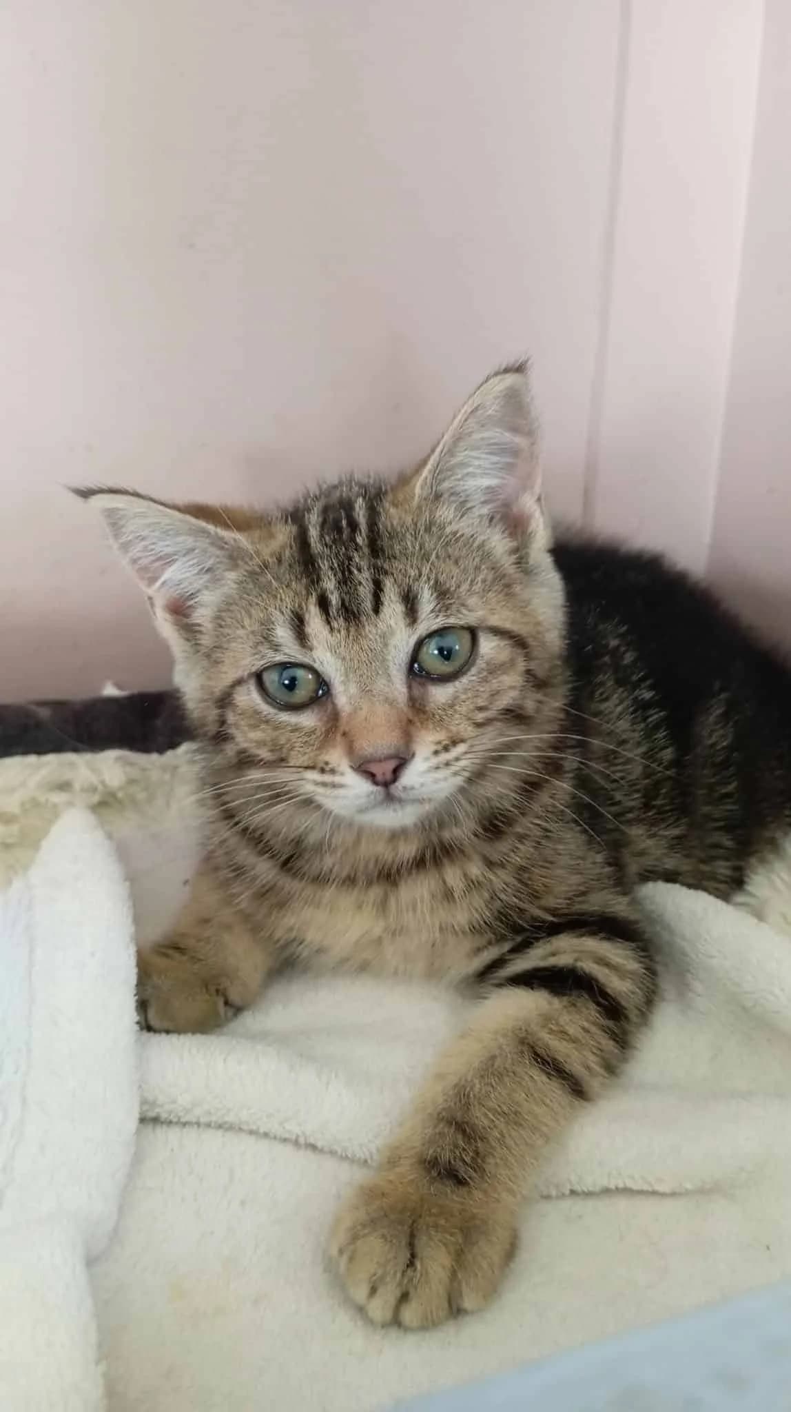 MATCHA, female puppy Mixed Breed for adoption at Chat Quiberon, Quiberon