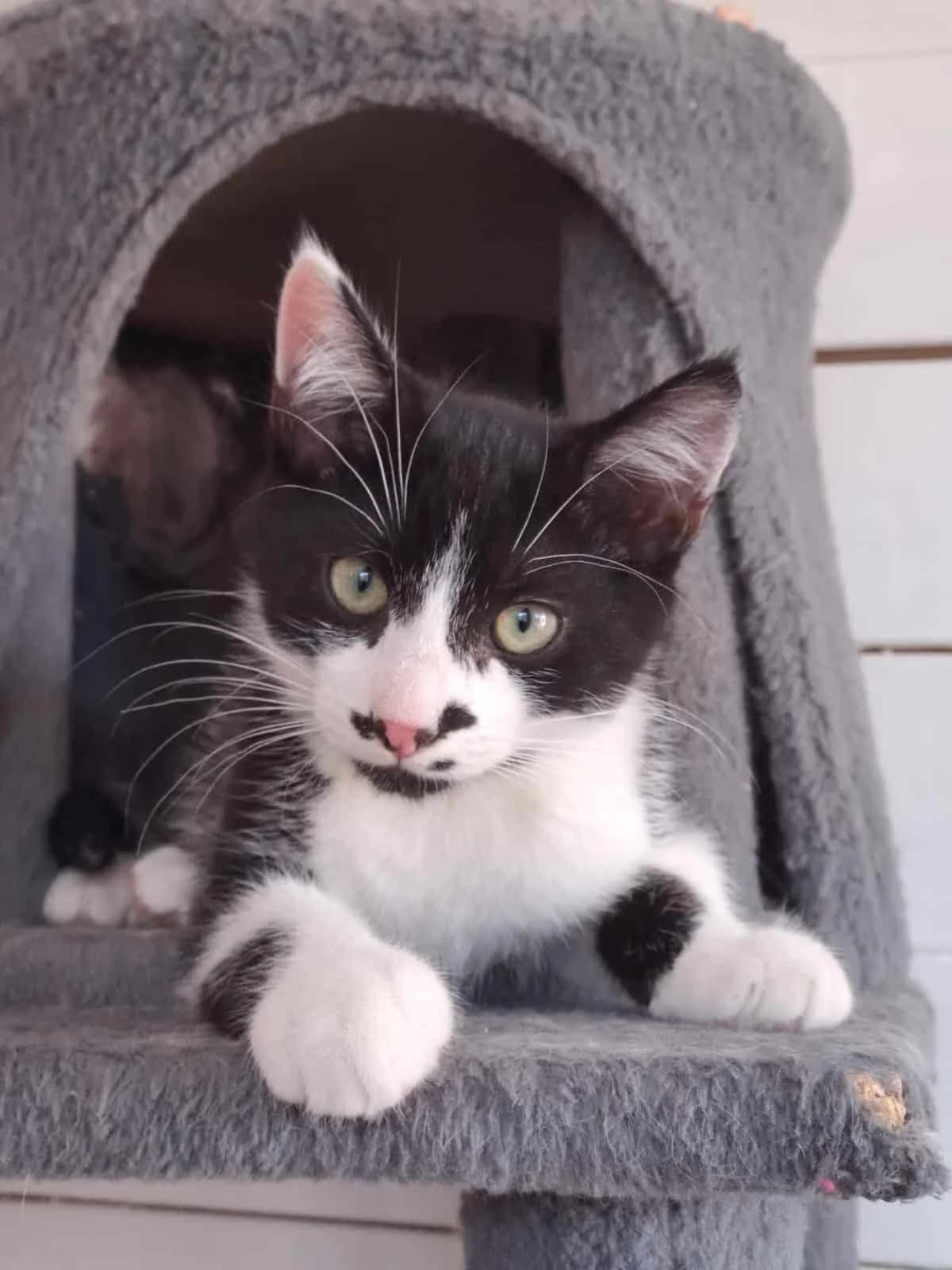 MENTHE, Noire et blanche Arrivé(e) au refuge le male Mixed Breed for adoption at Chat Quiberon, Quiberon