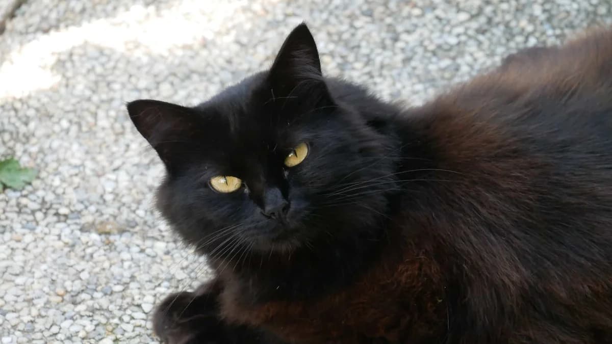 MILKA, Noire poils mi-longs Arrivée au refuge l female senior Mixed Breed for adoption at Chat Quiberon, Quiberon