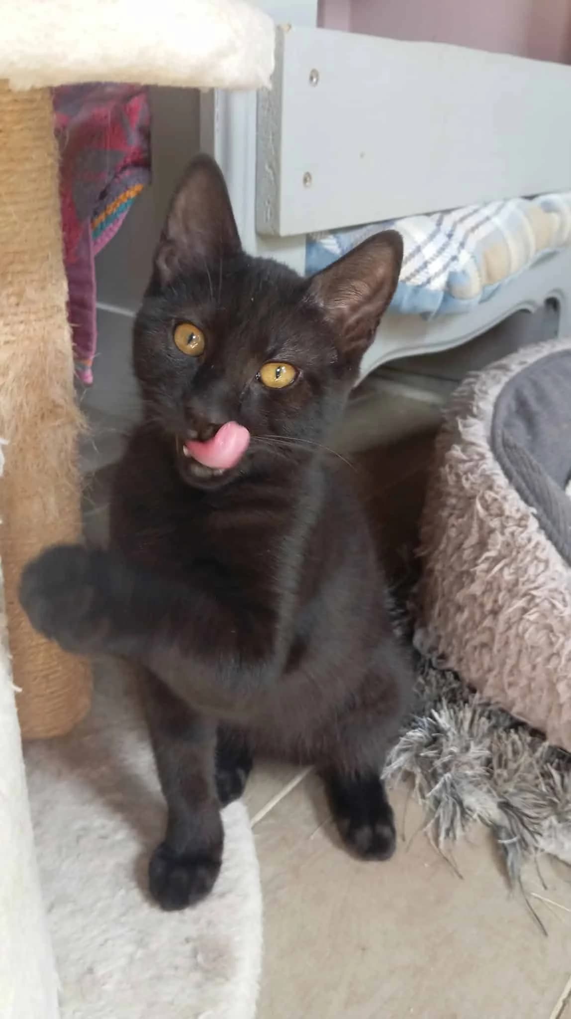 MILKSHAKE, male puppy Mixed Breed for adoption at Chat Quiberon, Quiberon
