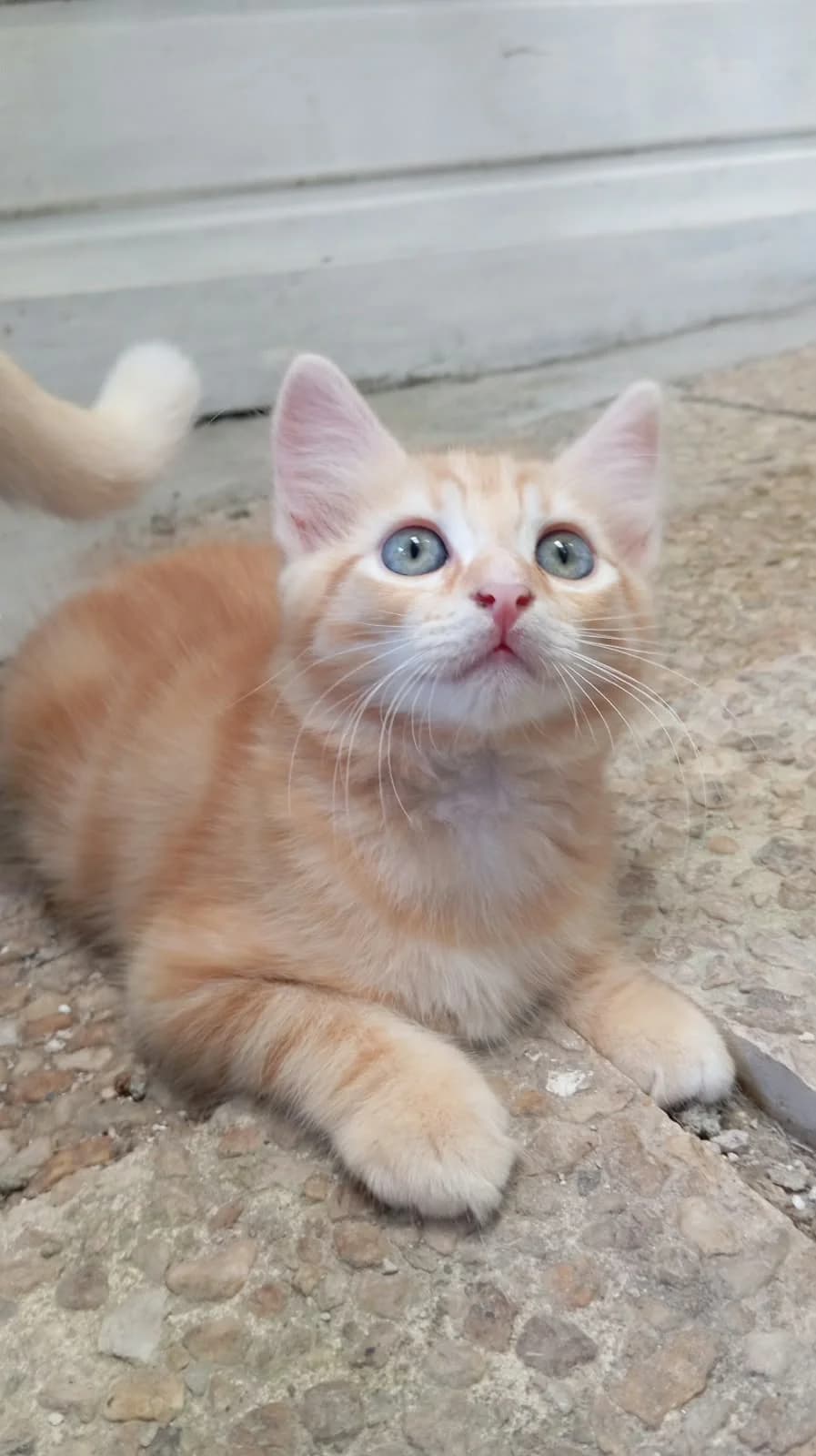 NEPTUNE, male puppy Mixed Breed for adoption at Chat Quiberon, Quiberon