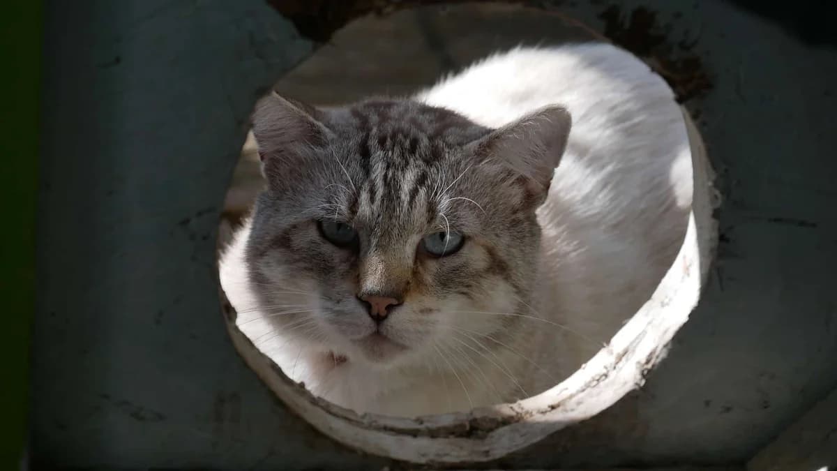 NICOLAS, Typé seal point tabby Arrivé au refuge l male 5yo Mixed Breed for adoption at Chat Quiberon, Quiberon
