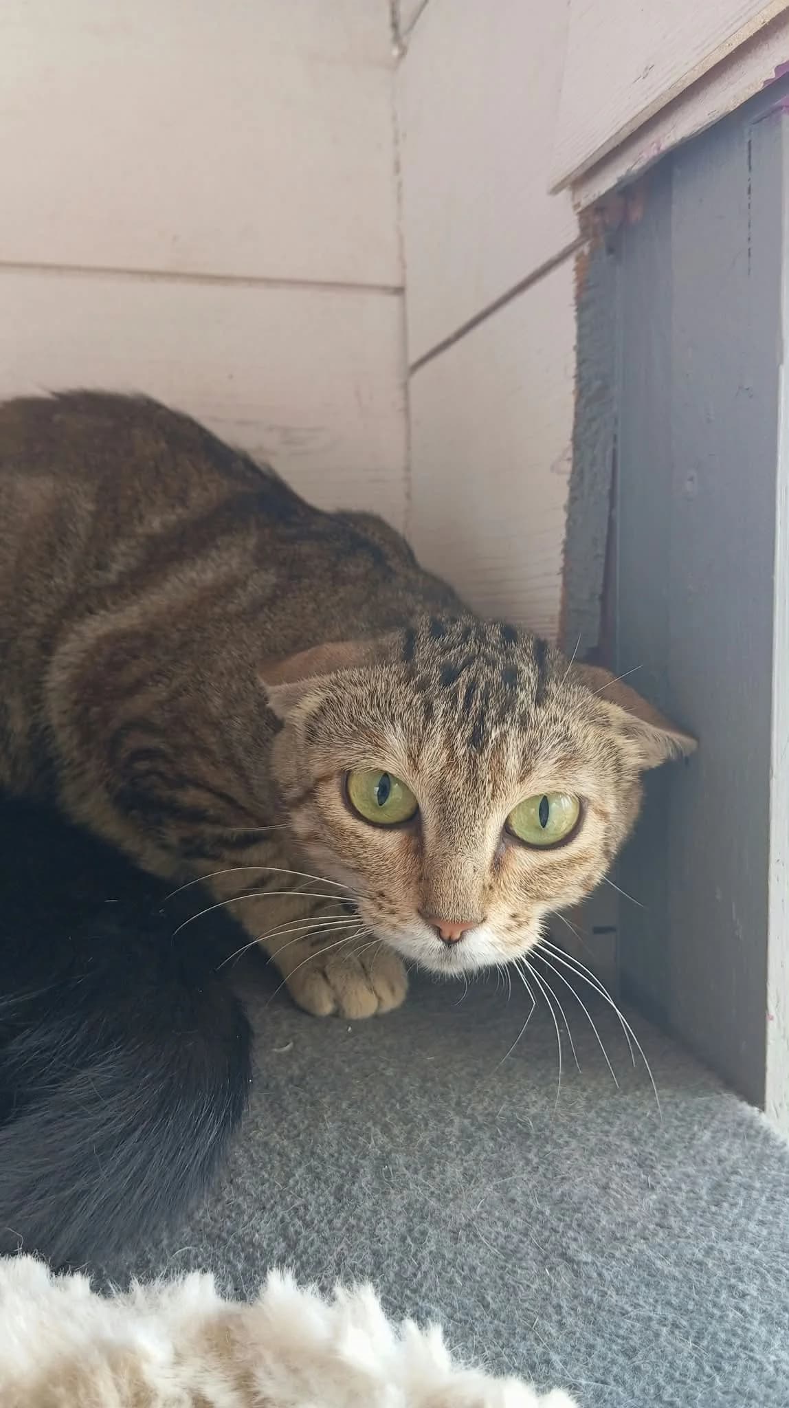 NINICHE, female young Mixed Breed for adoption at Chat Quiberon, Quiberon