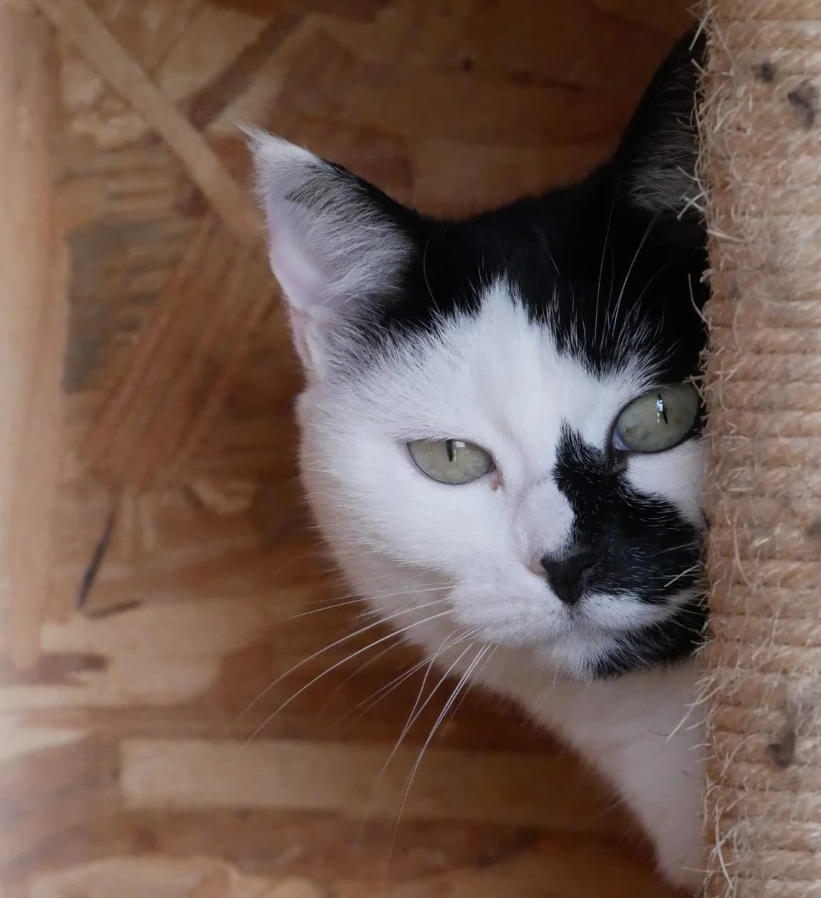 PETRA, Noire et blanche Arrivée au refuge le : female senior Mixed Breed for adoption at Chat Quiberon, Quiberon