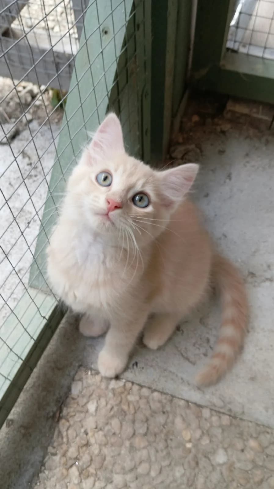 PLUTON, male puppy Mixed Breed for adoption at Chat Quiberon, Quiberon