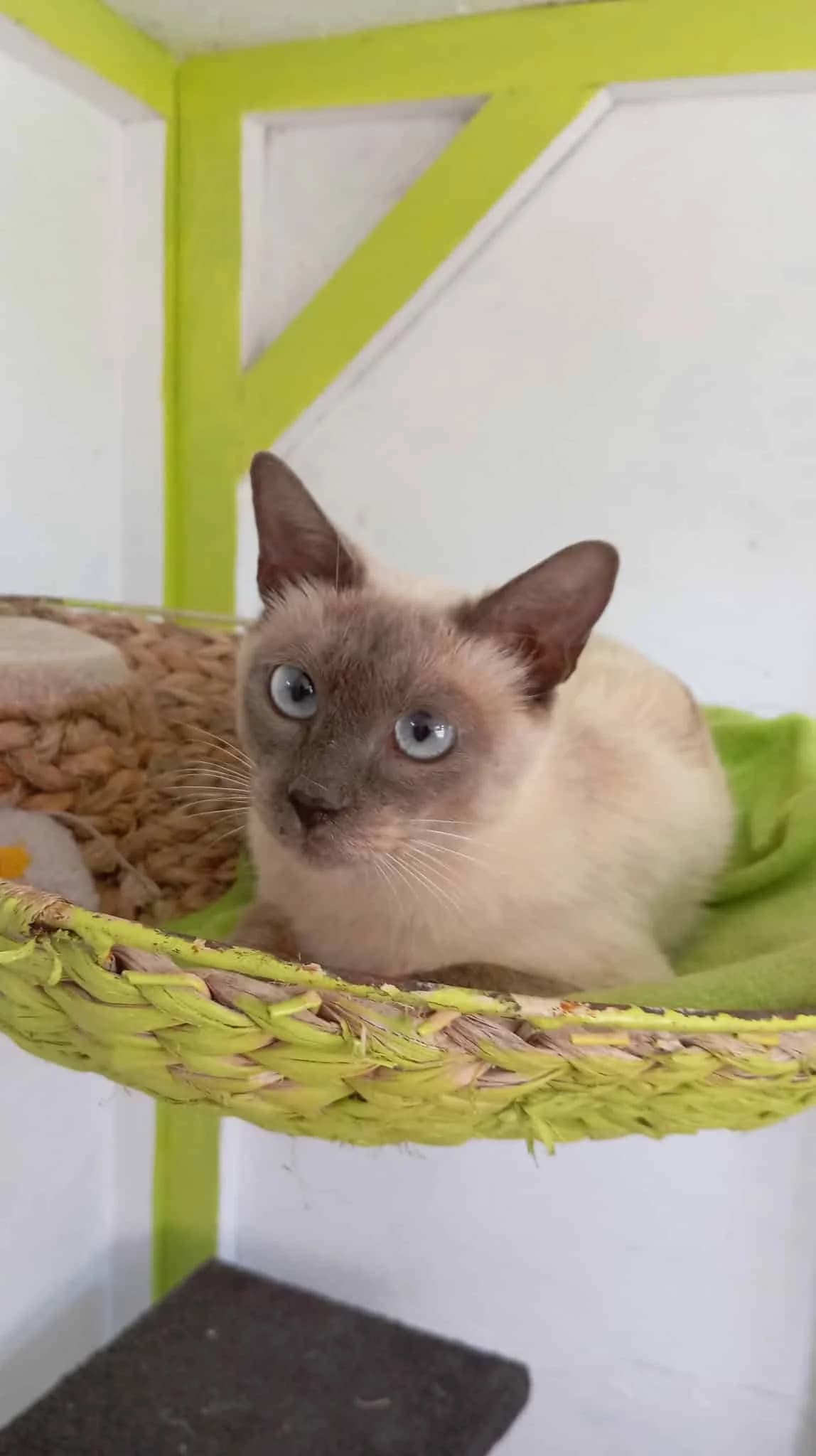 ROMANE, Typée siamoise Arrivée au refuge le : 05 female 5yo Mixed Breed for adoption at Chat Quiberon, Quiberon