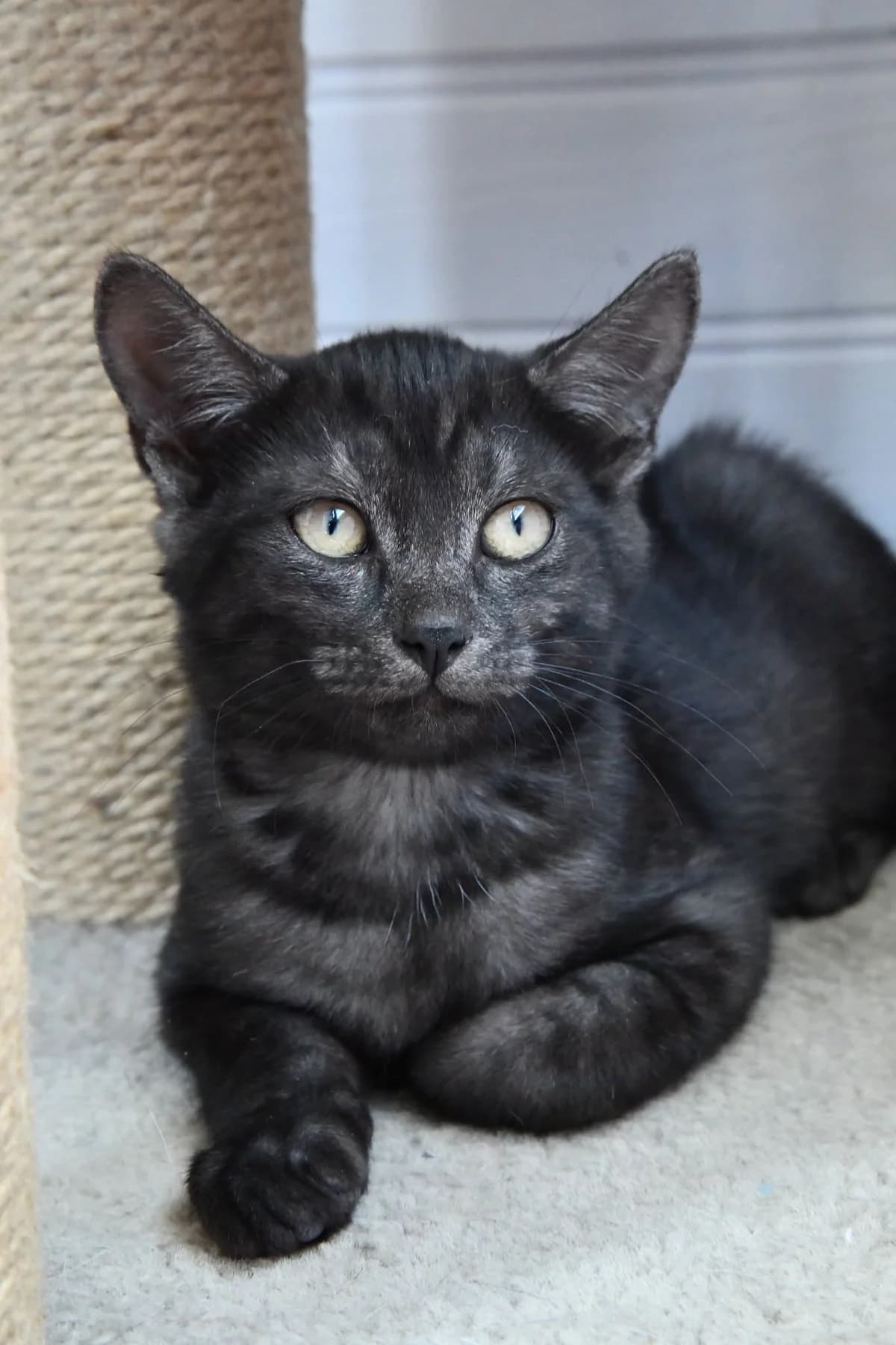 ROMEO, male puppy Mixed Breed for adoption at Chat Quiberon, Quiberon