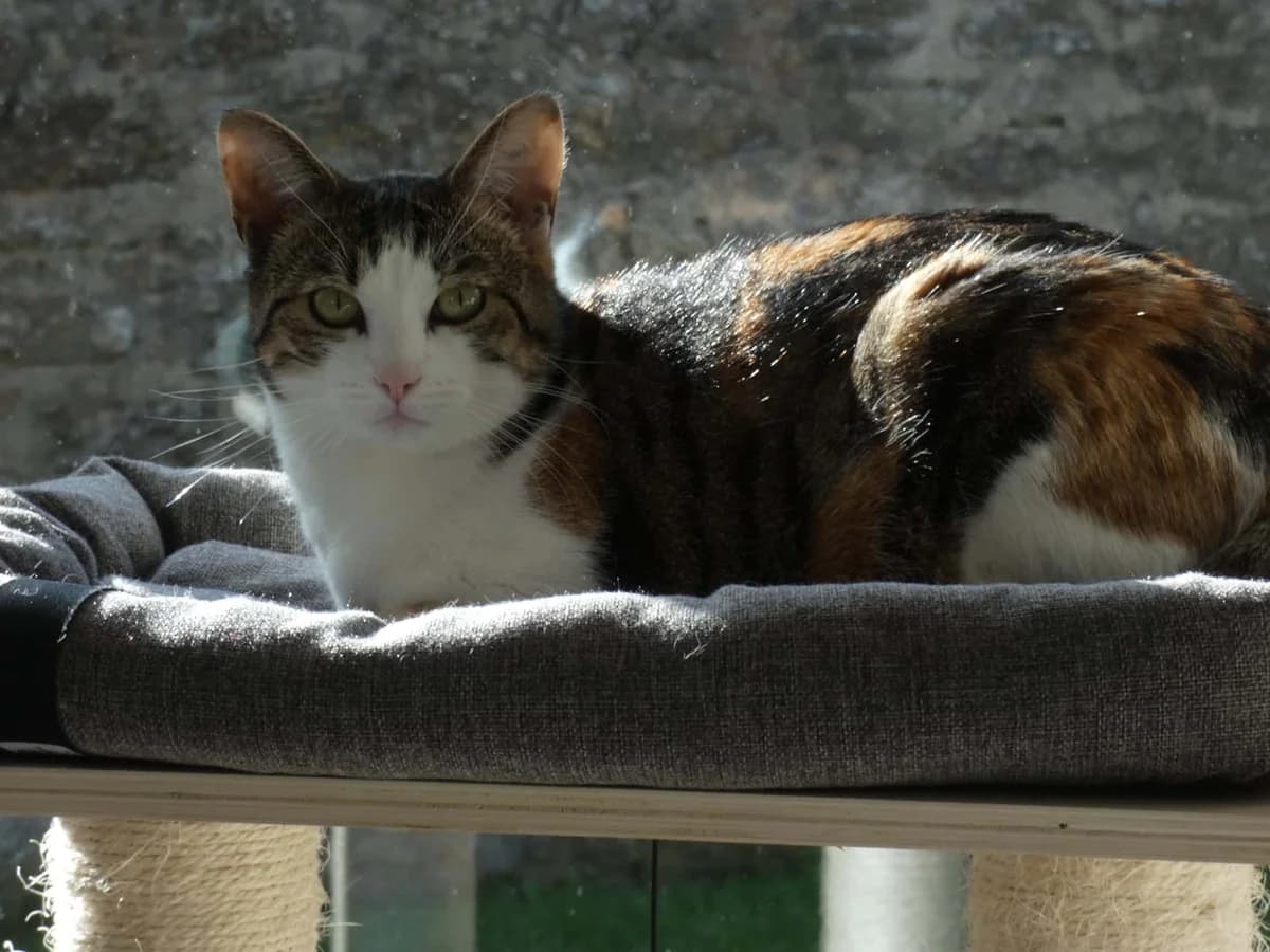 ROSA, female 6yo Mixed Breed for adoption at Chat Quiberon, Quiberon