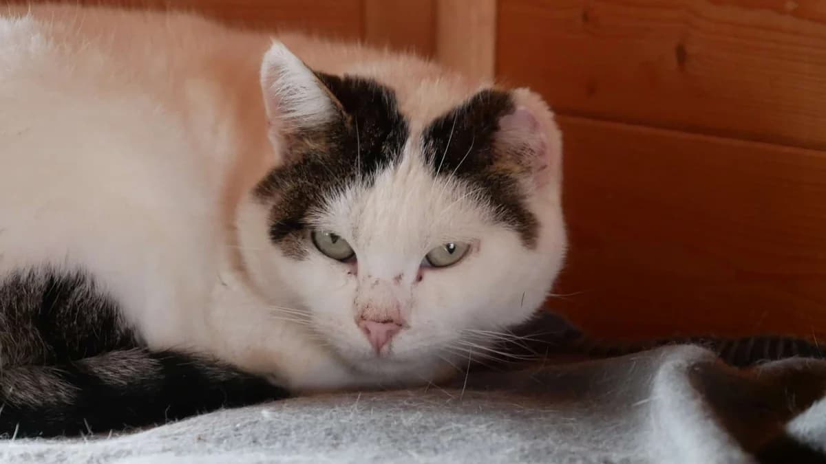 SALSA, Blanche tâchetée Vaccination effectuée : female senior Mixed Breed for adoption at Chat Quiberon, Quiberon