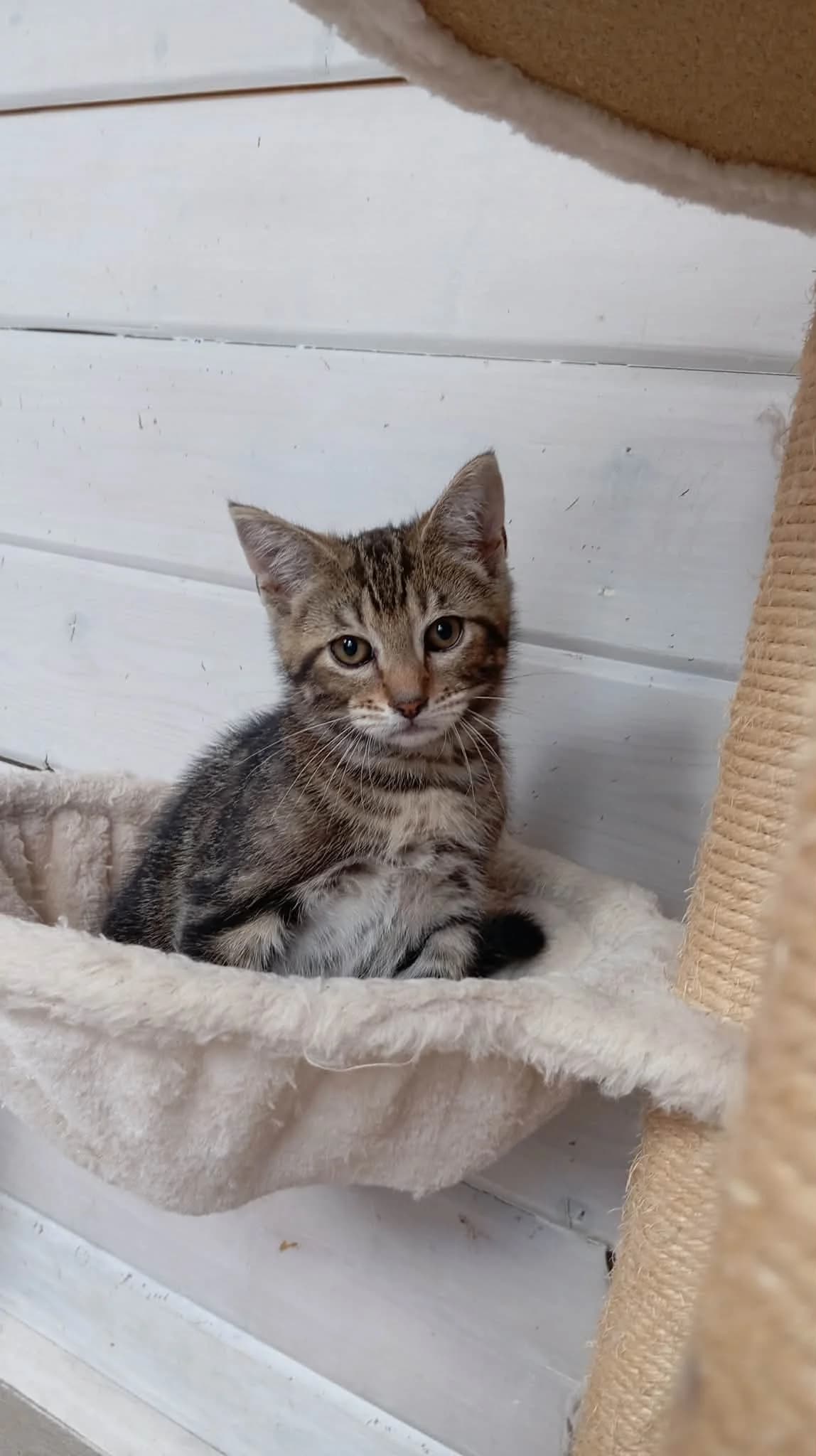 SMOOTHIE, male puppy Mixed Breed for adoption at Chat Quiberon, Quiberon