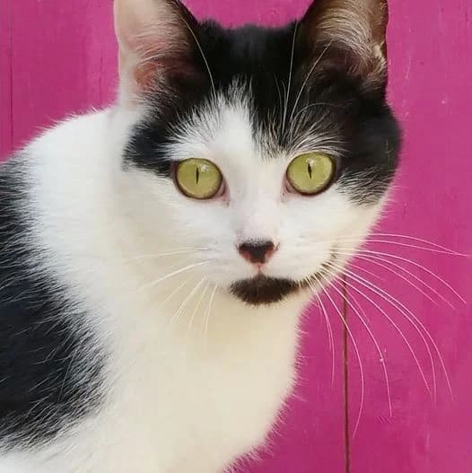 SPAGHETTI, Noire et blanche Vaccination effectuée : female senior Mixed Breed for adoption at Chat Quiberon, Quiberon