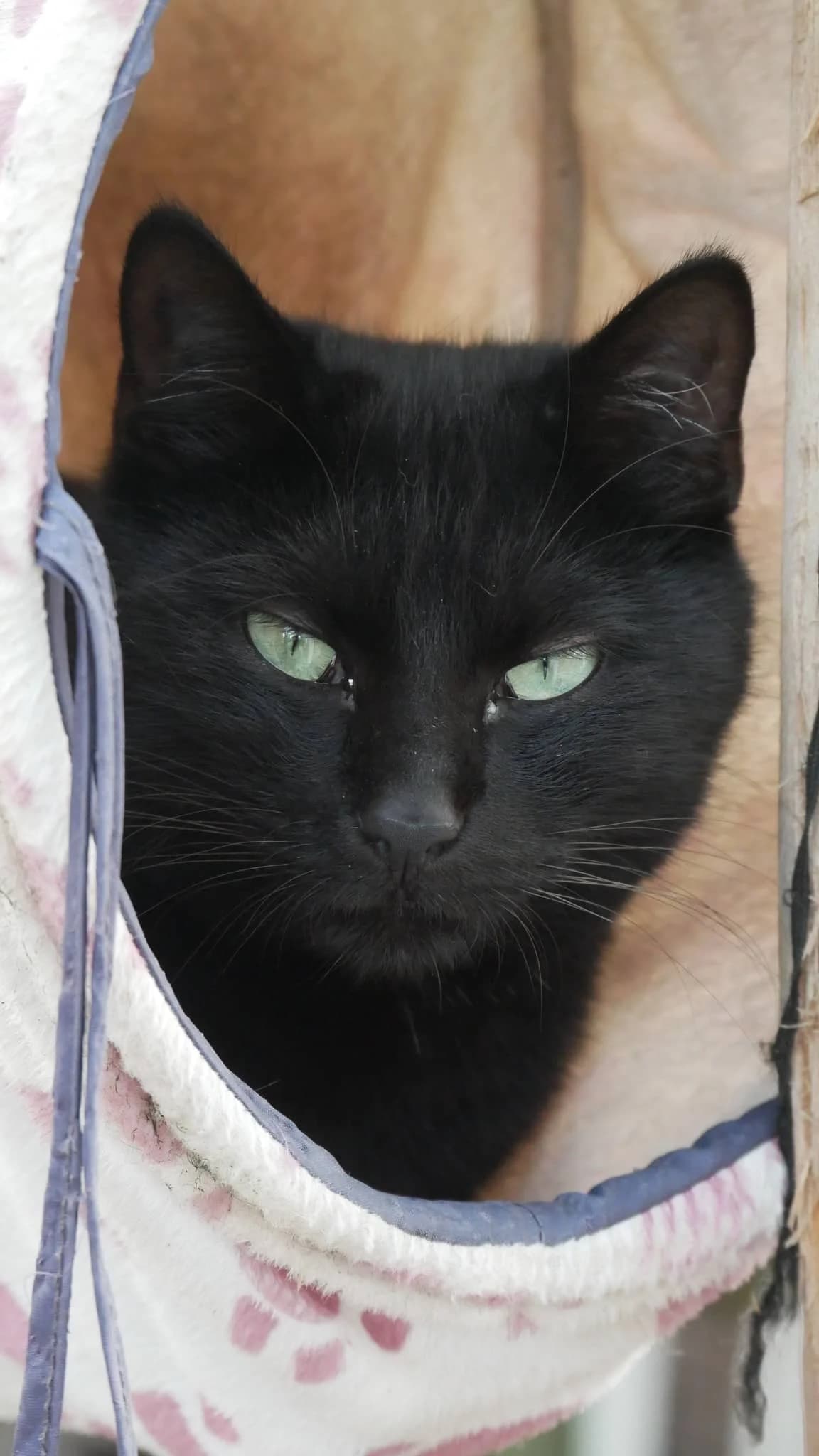 STEVIA, male 4yo Mixed Breed for adoption at Chat Quiberon, Quiberon