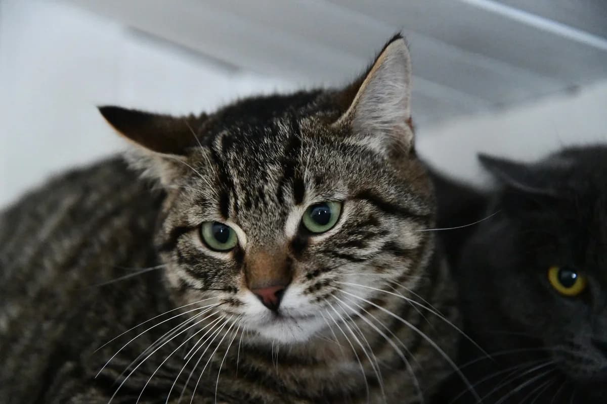 SUROIT, male young Mixed Breed for adoption at Chat Quiberon, Quiberon