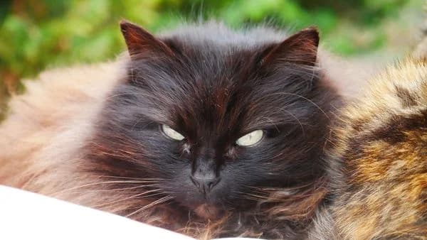 THELMA, Noire poils mi-long Arrivée au refuge le female senior Mixed Breed for adoption at Chat Quiberon, Quiberon