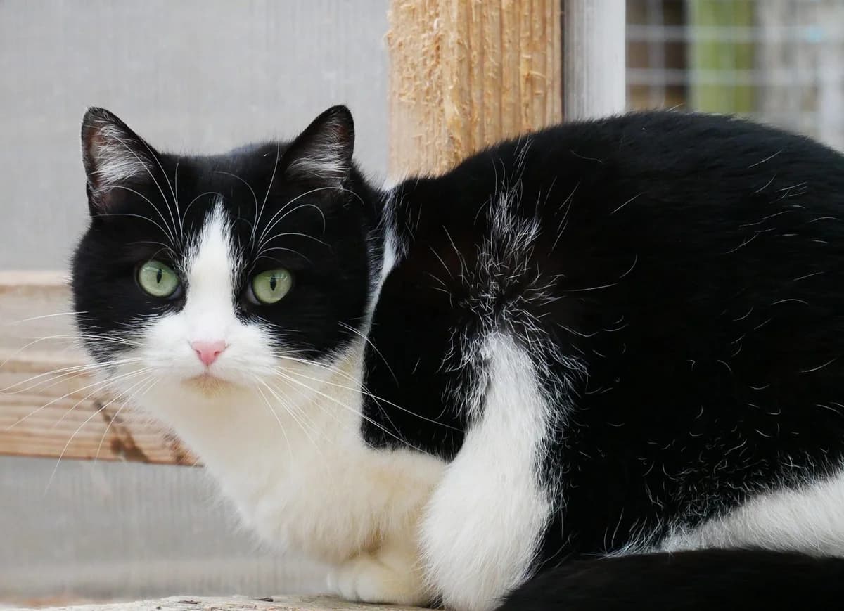 TRISKA, Noire et blanche Arrivée au refuge le : female 7yo Mixed Breed for adoption at Chat Quiberon, Quiberon