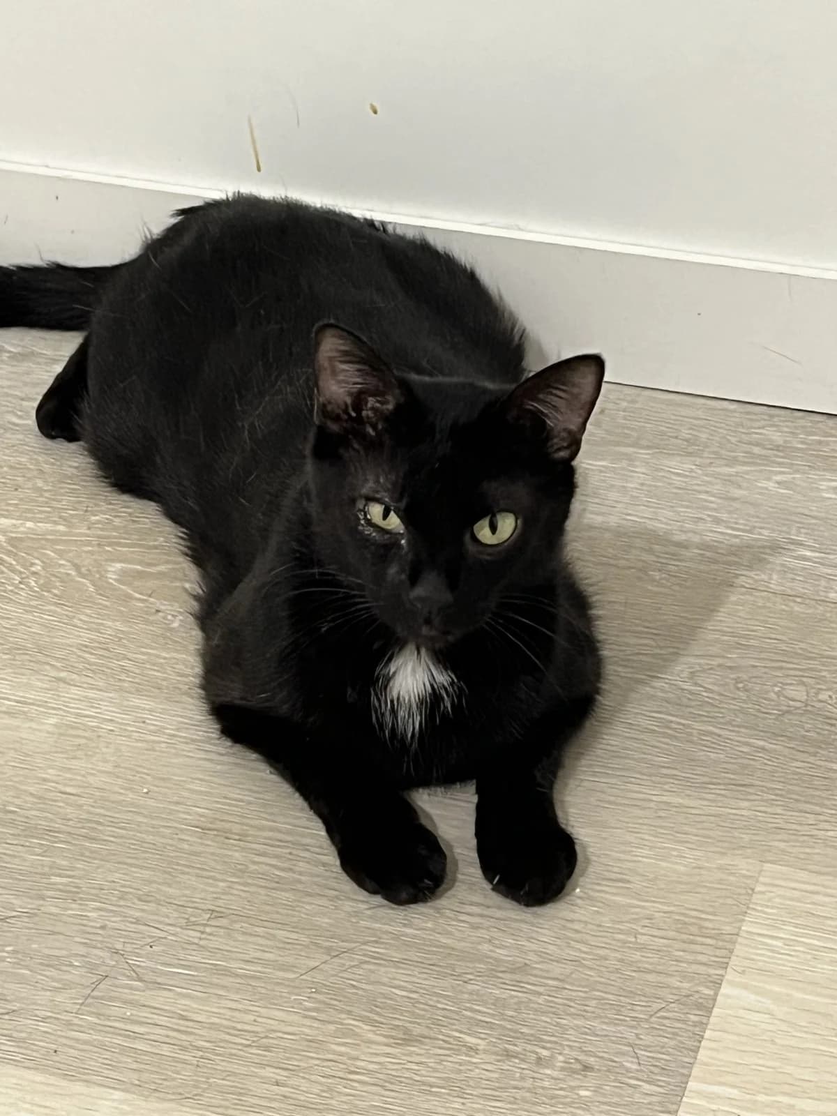 Lola, female 5yo European Shorthair for adoption at Les Chats d