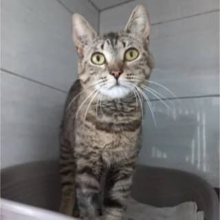 Garance, Mixed Breed (Chats du Parisis)