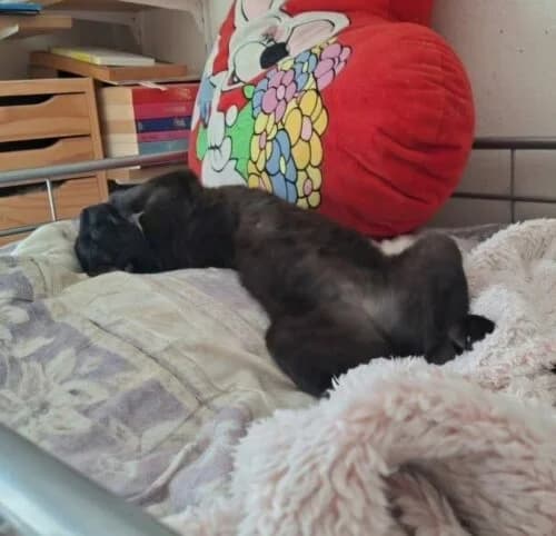 Aria, Noir✔ Stérilisé✔ Identifié✔ VaccinéTesté male young Mixed Breed for adoption at Chats du Parisis, Montigny-lès-Cormeilles