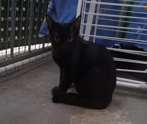 Aron, Noir✔ Stérilisé✔ Identifié✔ VaccinéTesté male young Mixed Breed for adoption at Chats du Parisis, Montigny-lès-Cormeilles