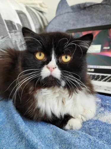 Baltimore, Noir et blanc✔ Stérilisé✔ Identifié✔ Pri male Mixed Breed for adoption at Chats du Parisis, Montigny-lès-Cormeilles