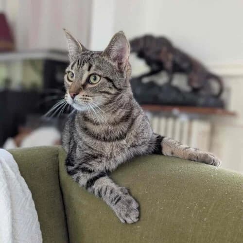 Berlingo, Tigré marron✔ Stérilisé✔ Identifié✔ Prim male Mixed Breed for adoption at Chats du Parisis, Montigny-lès-Cormeilles