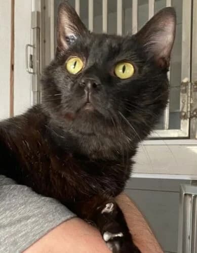 Billy (FIV+), Noir✔ Stérilisé✔ Identifié✔ VaccinéTesté male Mixed Breed for adoption at Chats du Parisis, Montigny-lès-Cormeilles