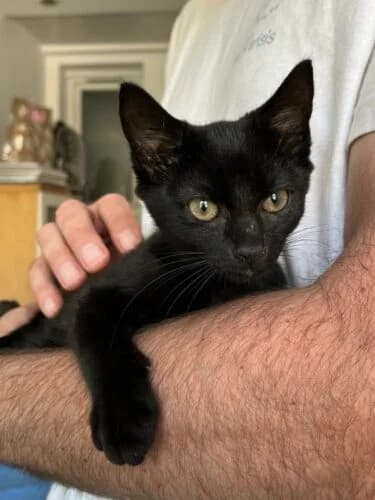 Café, Mixed Breed (Chats du Parisis)