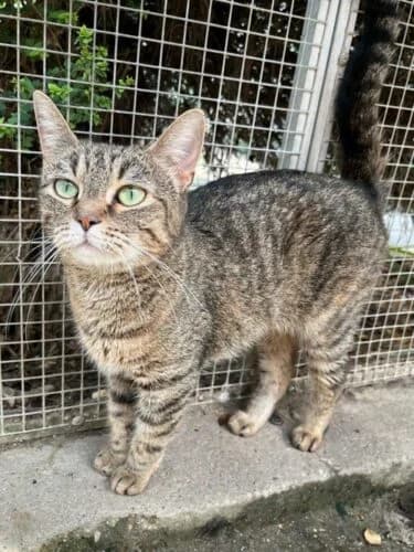 Camélia, Tigré marron✔ Stérilisé✔ Identifié✔ Vacc female Mixed Breed for adoption at Chats du Parisis, Montigny-lès-Cormeilles