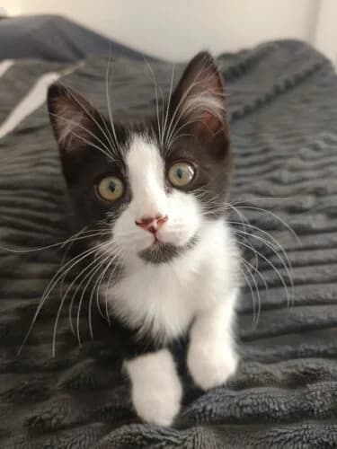 Cerutti, male puppy Mixed Breed for adoption at Ecole du Chat Libre du Parisis