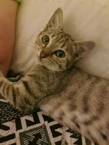 Chrystal, female puppy Mixed Breed for adoption at Ecole du Chat Libre du Parisis