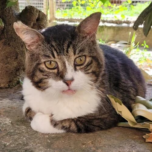 Claudius (3 pattes FIV+), Tigré marron et blanc✔ Stérilisé✔ Identi male puppy Mixed Breed for adoption at Chats du Parisis, Montigny-lès-Cormeilles