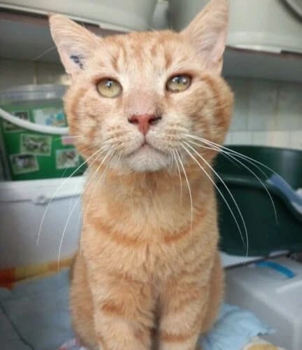 Colin (FIV+), Roux✔ Stérilisé✔ Identifié✔ VaccinéTesté male young Mixed Breed for adoption at Chats du Parisis, Montigny-lès-Cormeilles