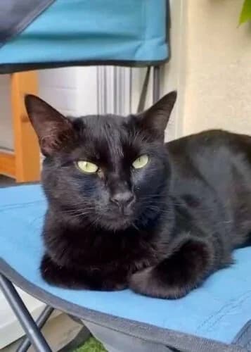 Eden, Noir✔ Stérilisé✔ Identifié✔ VaccinéTesté female 4yo Mixed Breed for adoption at Chats du Parisis, Montigny-lès-Cormeilles