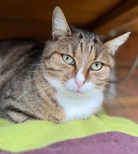 Flocky, Tigré marron et blanc✔ Stérilisé✔ Identi male Mixed Breed for adoption at Chats du Parisis, Montigny-lès-Cormeilles