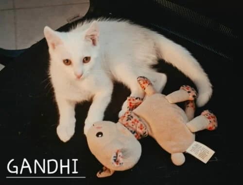 Gandhi, Blanc✔ Stérilisation à faire à 6 mois✔ I male puppy Mixed Breed for adoption at Chats du Parisis, Montigny-lès-Cormeilles