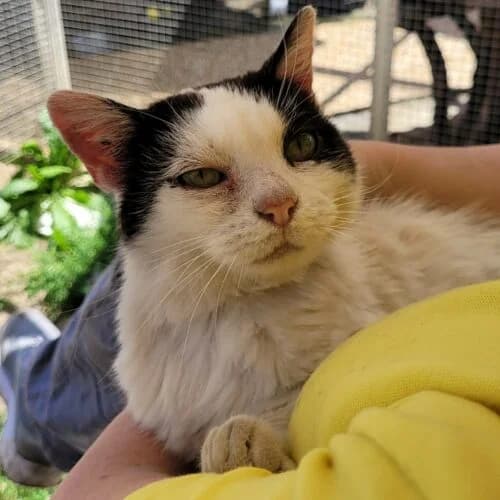 Gatta, Noir et blanc✔ Stérilisé✔ Identifié✔ Vac female senior Mixed Breed for adoption at Chats du Parisis, Montigny-lès-Cormeilles