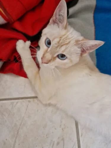 Gelia, Mixed Breed (Chats du Parisis)